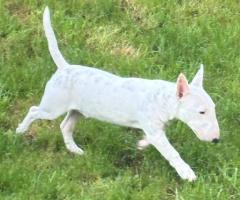 Miniatur BullTerrier / FCI