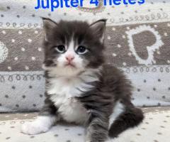 Maine Coon Katzen