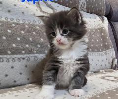 Maine Coon Katzen