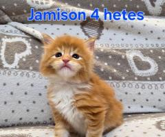 Maine Coon Katzen