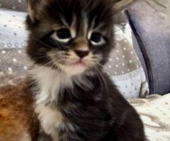 Maine Coon Katzen