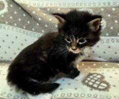 Maine Coon Katzen