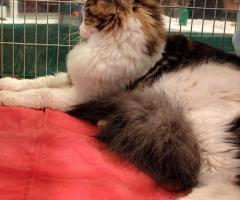 Maine Coon Katzen - 6