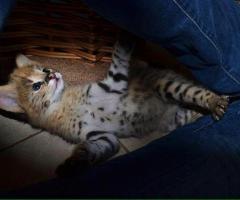 Chatons Caracal et serval