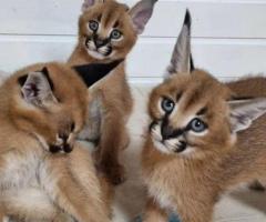 Chatons Caracal et serval