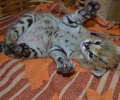 Chatons Caracal et serval
