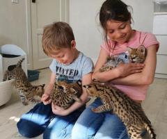 Chatons Caracal et serval