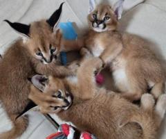 Chatons Caracal et serval - 6