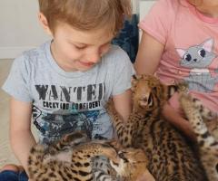 Chatons Caracal et serval - 7