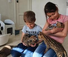 Chatons Caracal et serval - 8