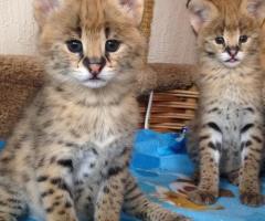 Chatons Caracal et serval - 9