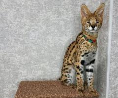 Chatons Caracal et serval - 11