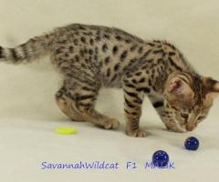 Magnifiques chatons de savane
