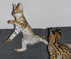 Magnifiques chatons de savane