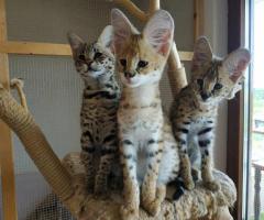Magnifiques chatons de savane