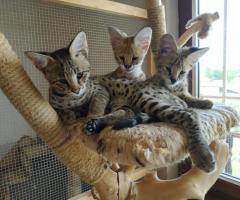 Magnifiques chatons de savane