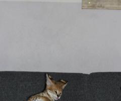 Magnifiques chatons de savane