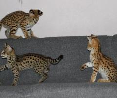 Magnifiques chatons de savane - 6