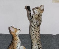 Magnifiques chatons de savane - 7