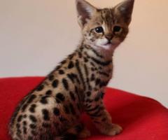 Magnifiques chatons de savane - 8