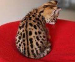 Magnifiques chatons de savane - 10