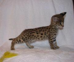 Magnifiques chatons de savane - 11