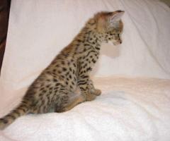 Magnifiques chatons de savane - 12
